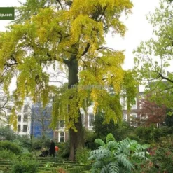 Ginkgo Biloba - Totale Hoogte 40+ Cm - Pot Ø 17 Cm -Aanbiedingen Boom Licht Winkel 1991489334