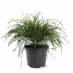 Thuja Plicata Whipcord - Totale Hoogte 40+ Cm - Pot 5 Ltr