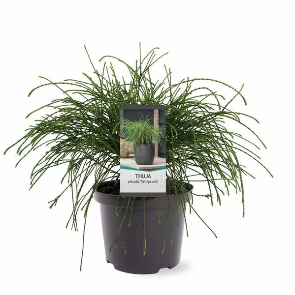 Thuja Plicata Whipcord - Totale Hoogte 40+ Cm - Pot 5 Ltr 2 Thuja Plicata Whipcord - Totale Hoogte 40+ Cm - Pot 5 Ltr - Afbeelding 2