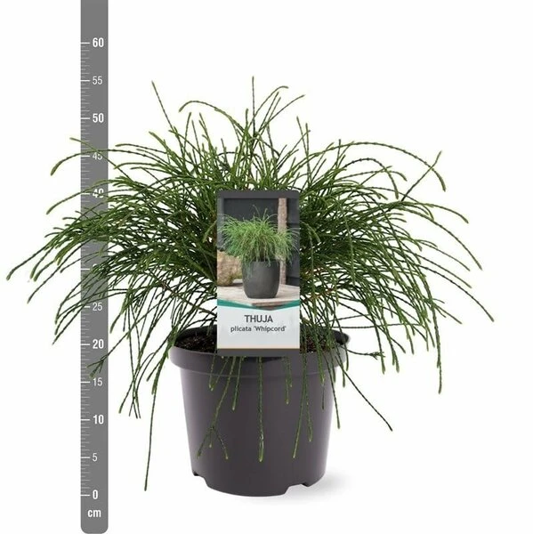Thuja Plicata Whipcord - Totale Hoogte 40+ Cm - Pot 5 Ltr 3 Thuja Plicata Whipcord - Totale Hoogte 40+ Cm - Pot 5 Ltr - Afbeelding 3