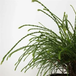 Thuja Plicata Whipcord - Totale Hoogte 40+ Cm - Pot 5 Ltr 11 Thuja Plicata Whipcord - Totale Hoogte 40+ Cm - Pot 5 Ltr -Aanbiedingen Boom Licht Winkel 1991490096