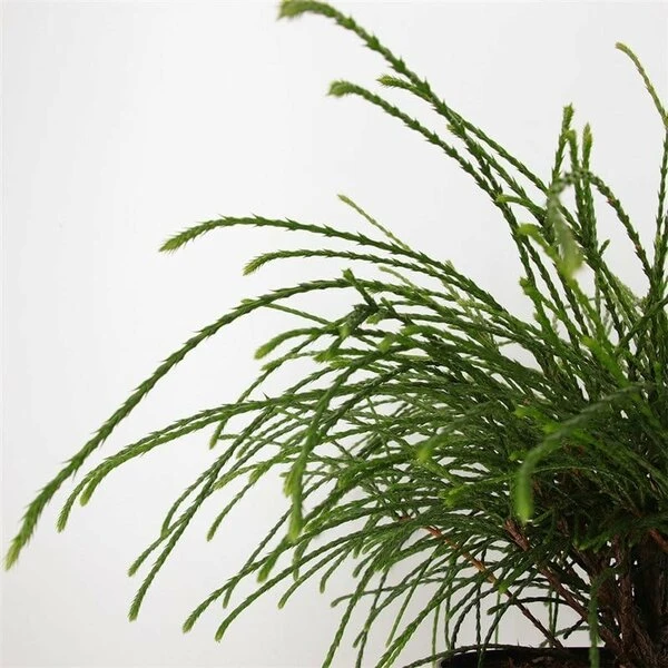 Thuja Plicata Whipcord - Totale Hoogte 40+ Cm - Pot 5 Ltr 4 Thuja Plicata Whipcord - Totale Hoogte 40+ Cm - Pot 5 Ltr - Afbeelding 4