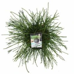 Thuja Plicata Whipcord - Totale Hoogte 40+ Cm - Pot 5 Ltr 12 Thuja Plicata Whipcord - Totale Hoogte 40+ Cm - Pot 5 Ltr -Aanbiedingen Boom Licht Winkel 1991490099