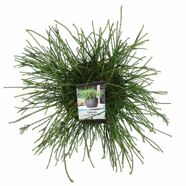Thuja Plicata Whipcord - Totale Hoogte 40+ Cm - Pot 5 Ltr 5 Thuja Plicata Whipcord - Totale Hoogte 40+ Cm - Pot 5 Ltr - Afbeelding 5