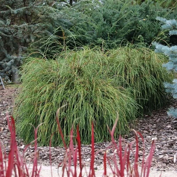 Thuja Plicata Whipcord - Totale Hoogte 40+ Cm - Pot 5 Ltr 8 Thuja Plicata Whipcord - Totale Hoogte 40+ Cm - Pot 5 Ltr - Afbeelding 8