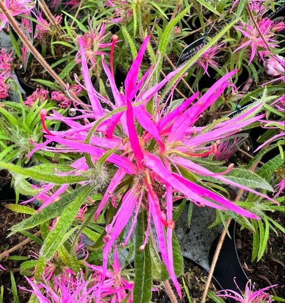 Rhododendron Stenopetalum Linearifolium - Totale Hoogte 40+ Cm - Pot Ø 17 Cm 1 Rhododendron Stenopetalum Linearifolium - Totale Hoogte 40+ Cm - Pot Ø 17 Cm