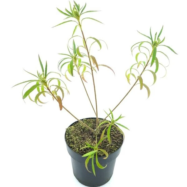 Rhododendron Stenopetalum Linearifolium - Totale Hoogte 40+ Cm - Pot Ø 17 Cm 2 Rhododendron Stenopetalum Linearifolium - Totale Hoogte 40+ Cm - Pot Ø 17 Cm - Afbeelding 2