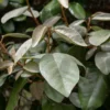 Elaeagnus Ebbingei - Totale Hoogte 50+ Cm - Pot Ø 18 Cm