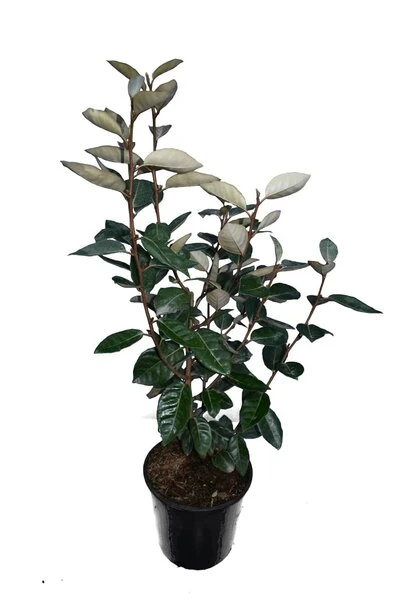 Elaeagnus Ebbingei - Totale Hoogte 50+ Cm - Pot Ø 18 Cm 2 Elaeagnus Ebbingei - Totale Hoogte 50+ Cm - Pot Ø 18 Cm - Afbeelding 2