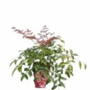 Nandina Domestica Flirt - Totale Hoogte 35+ Cm - Pot 13 X 13 Cm