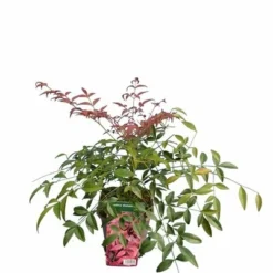 Nandina Domestica Flirt - Totale Hoogte 35+ Cm - Pot 13 X 13 Cm