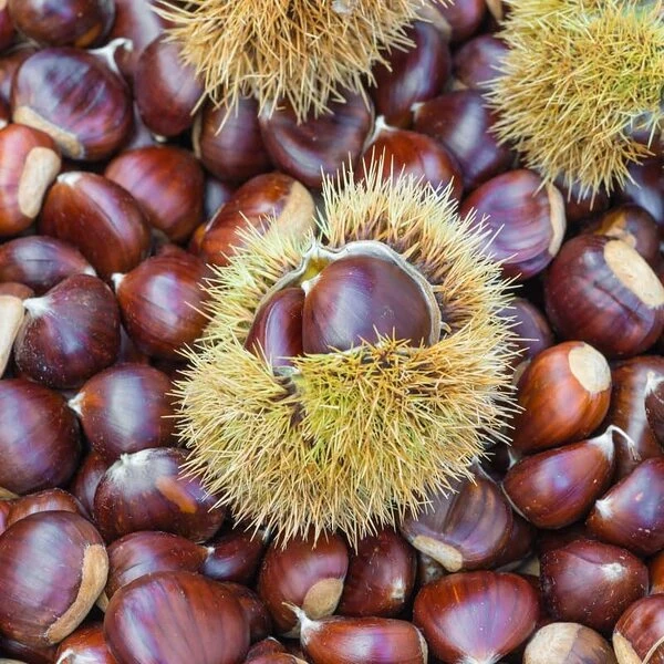 Castanea Sativa - Totale Hoogte 130-150 Cm - Pot Ø 27 Cm 1 Castanea Sativa - Totale Hoogte 130-150 Cm - Pot Ø 27 Cm