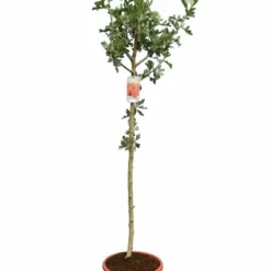 Crataegus Azarolus - Totale Hoogte 160-180 Cm - Pot Ø 27 Cm -Aanbiedingen Boom Licht Winkel 1991566944