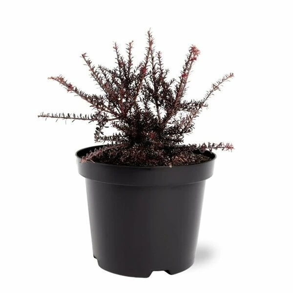 Podocarpus Chocolate Box - Pot 3 Ltr 1 Podocarpus Chocolate Box - Pot 3 Ltr