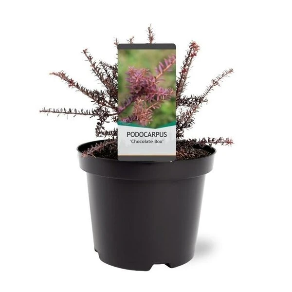 Podocarpus Chocolate Box - Pot 3 Ltr 2 Podocarpus Chocolate Box - Pot 3 Ltr - Afbeelding 2