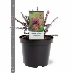 Podocarpus Chocolate Box - Pot 3 Ltr 8 Podocarpus Chocolate Box - Pot 3 Ltr -Aanbiedingen Boom Licht Winkel 1991567457