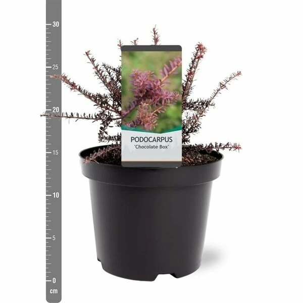 Podocarpus Chocolate Box - Pot 3 Ltr 3 Podocarpus Chocolate Box - Pot 3 Ltr - Afbeelding 3