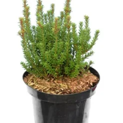 Podocarpus Chocolate Box - Pot 3 Ltr 9 Podocarpus Chocolate Box - Pot 3 Ltr -Aanbiedingen Boom Licht Winkel 1991567460
