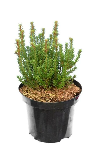 Podocarpus Chocolate Box - Pot 3 Ltr 4 Podocarpus Chocolate Box - Pot 3 Ltr - Afbeelding 4