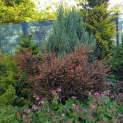 Podocarpus Chocolate Box - Pot 3 Ltr 10 Podocarpus Chocolate Box - Pot 3 Ltr -Aanbiedingen Boom Licht Winkel 1991567463