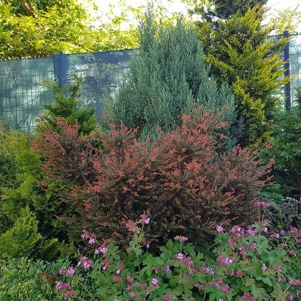 Podocarpus Chocolate Box - Pot 3 Ltr 5 Podocarpus Chocolate Box - Pot 3 Ltr - Afbeelding 5