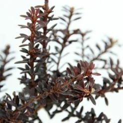 Podocarpus Chocolate Box - Pot 3 Ltr 11 Podocarpus Chocolate Box - Pot 3 Ltr -Aanbiedingen Boom Licht Winkel 1991567466