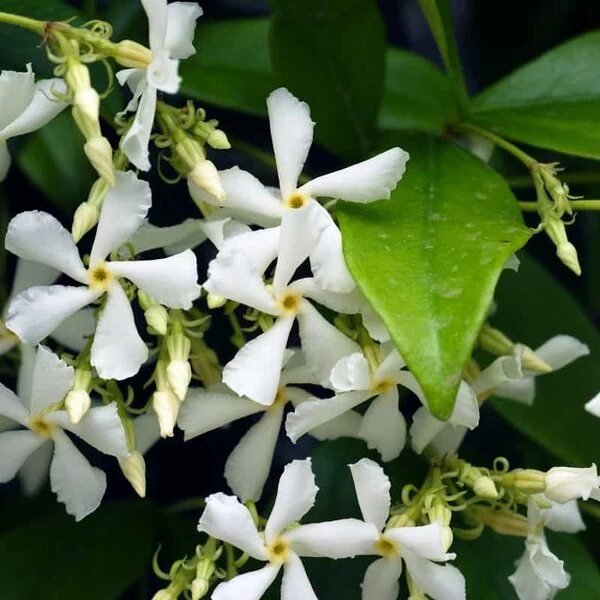Trachelospermum Jasminoides - Pot 3 Ltr 1 Trachelospermum Jasminoides - Pot 3 Ltr