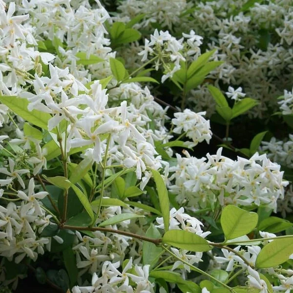 Trachelospermum Jasminoides - Pot 3 Ltr 2 Trachelospermum Jasminoides - Pot 3 Ltr - Afbeelding 2