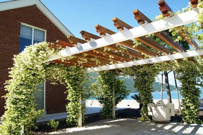 Trachelospermum Jasminoides - Pot 3 Ltr 3 Trachelospermum Jasminoides - Pot 3 Ltr - Afbeelding 3