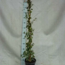 Trachelospermum Jasminoides - Pot 3 Ltr 7 Trachelospermum Jasminoides - Pot 3 Ltr -Aanbiedingen Boom Licht Winkel 1991606007