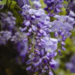Wisteria Sinensis - Totale Hoogte 100+ Cm - 3 Ltr Pot 6 Wisteria Sinensis - Totale Hoogte 100+ Cm - 3 Ltr Pot -Aanbiedingen Boom Licht Winkel 1991606094
