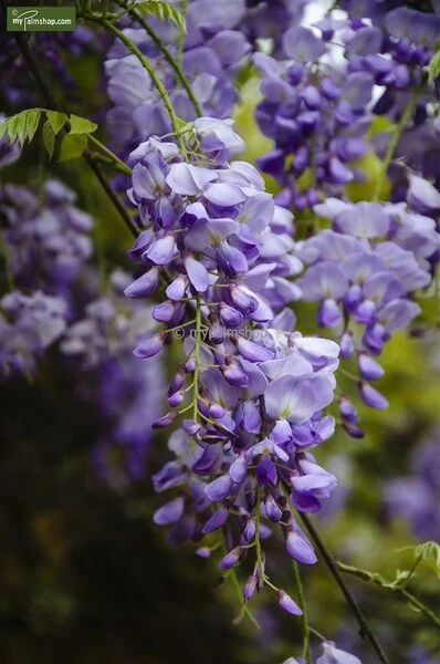Wisteria Sinensis - Totale Hoogte 100+ Cm - 3 Ltr Pot 3 Wisteria Sinensis - Totale Hoogte 100+ Cm - 3 Ltr Pot - Afbeelding 3