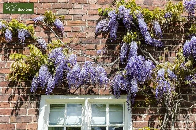 Wisteria Sinensis - Totale Hoogte 100+ Cm - 3 Ltr Pot 4 Wisteria Sinensis - Totale Hoogte 100+ Cm - 3 Ltr Pot - Afbeelding 4