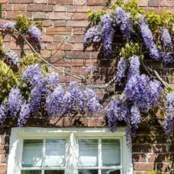 Wisteria Sinensis - Pot Ø 38 Cm [pallet] -Aanbiedingen Boom Licht Winkel 1991606154