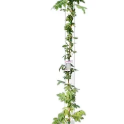 Wisteria Sinensis - Pot Ø 38 Cm [pallet] -Aanbiedingen Boom Licht Winkel 1991606157