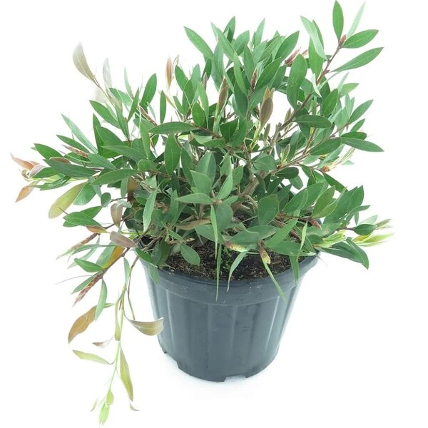 Callistemon Laevis - Pot Ø 22 Cm 1 Callistemon Laevis - Pot Ø 22 Cm