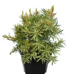 Callistemon Viminalis Captain Cook - Totale Hoogte 40+ Cm - Pot Ø 22 Cm 3 Callistemon Viminalis Captain Cook - Totale Hoogte 40+ Cm - Pot Ø 22 Cm -Aanbiedingen Boom Licht Winkel 1991609775