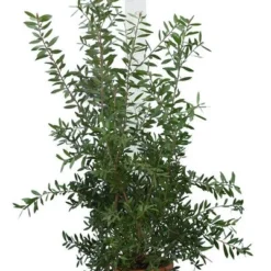 Callistemon Laevis Pot Ø 30 Cm
