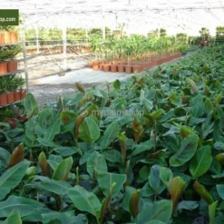 Musa Sikkimensis 'Red Tiger' - Total Hoogte 40+cm - Pot 2 Ltr. -Aanbiedingen Boom Licht Winkel 1991610150