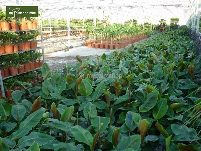 Musa Sikkimensis Red Tiger - Pot Ø 24 Cm 3 Musa Sikkimensis Red Tiger - Pot Ø 24 Cm - Afbeelding 3