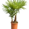 Trachycarpus Fortunei Multitrunk - Totale Hoogte 100-120 Cm - Pot Ø 28 Cm