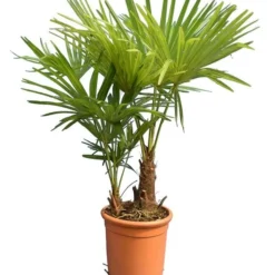 Trachycarpus Fortunei Multitrunk - Totale Hoogte 100-120 Cm - Pot Ø 28 Cm