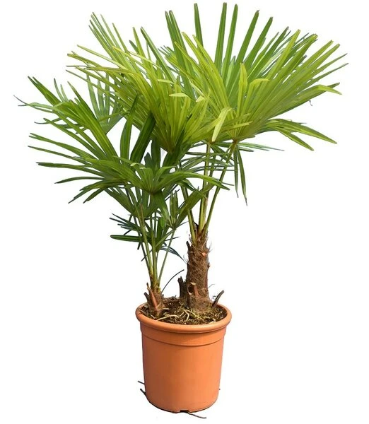 Trachycarpus Fortunei Multitrunk - Totale Hoogte 100-120 Cm - Pot Ø 28 Cm 1 Trachycarpus Fortunei Multitrunk - Totale Hoogte 100-120 Cm - Pot Ø 28 Cm
