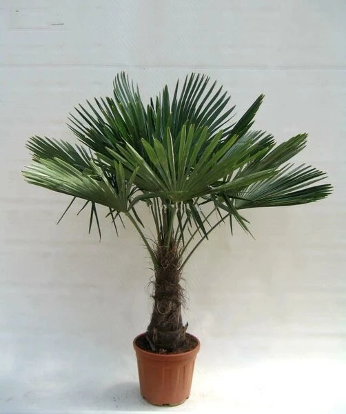 Trachycarpus Fortunei - Stam 40-50 Cm - Totale Hoogte 150-170 Cm - Pot Ø 36 Cm 1 Trachycarpus Fortunei - Stam 40-50 Cm - Totale Hoogte 150-170 Cm - Pot Ø 36 Cm