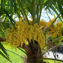 Trachycarpus Fortunei - Stam 40-50 Cm - Totale Hoogte 150-170 Cm - Pot Ø 36 Cm 7 Trachycarpus Fortunei - Stam 40-50 Cm - Totale Hoogte 150-170 Cm - Pot Ø 36 Cm -Aanbiedingen Boom Licht Winkel 1991659740