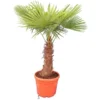 Trachycarpus Fortunei - Stam 50-60 Cm - Totale Hoogte 160-190 Cm - Pot Ø 40 Cm [pallet]
