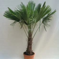 Trachycarpus Fortunei - Stam 60-70 Cm - Totale Hoogte 180+ Cm - Pot Ø 40 Cm [pallet]