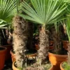 Trachycarpus Fortunei Dubbelstam - Stam A 60-80 Cm - Stam B 50-70 Cm [pallet]