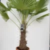 Trachycarpus Fortunei - Stam 70-80 Cm - Totale Hoogte 180-220 Cm - Pot Ø 40 Cm [pallet]