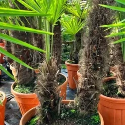 Trachycarpus Fortunei Dubbelstam - Stam A 130-170 Cm - Stam B 40-90 Cm [pallet]